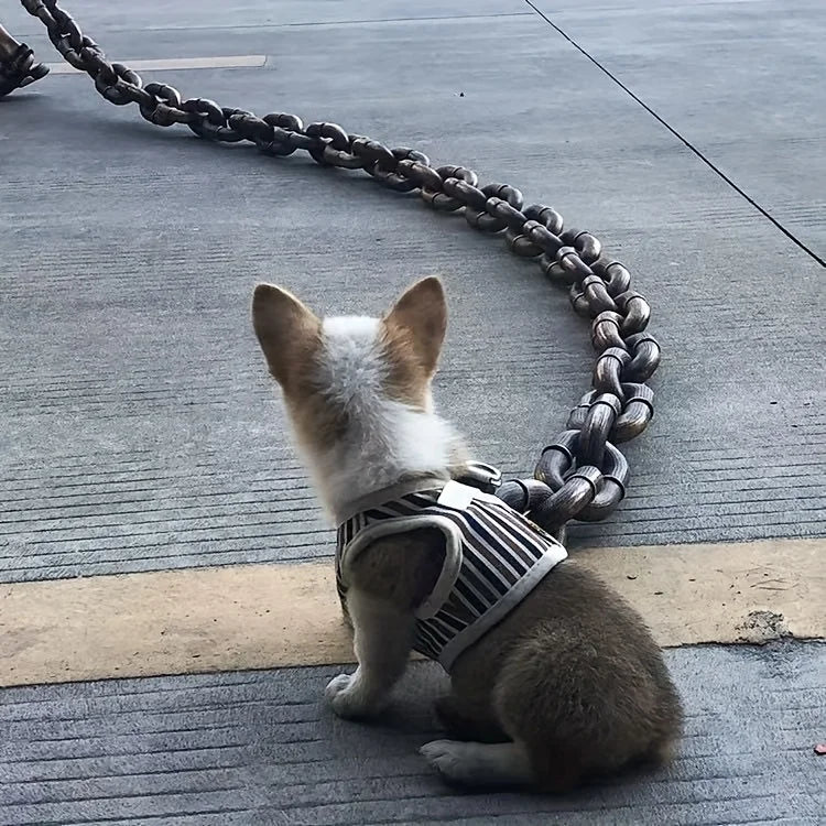 Zoom